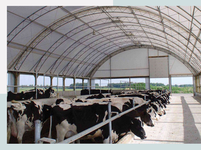 Тентовые коровники в Светлограде